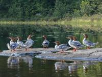 A short distance down the west shore I came across this extended-family of mergansers.