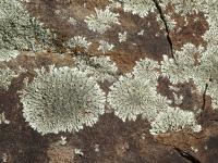 There's a mini-world of lichen on a lot of Algonquin Park rocks.