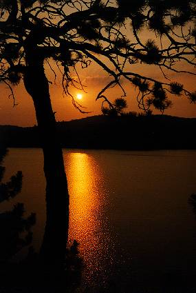 Sunset framed by pine.